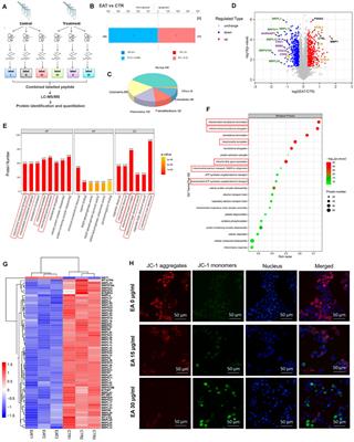 <mark class="highlighted">TMT-Based Quantitative Proteomics</mark> Analysis Reveals the Panoramic Pharmacological Molecular Mechanism of β-Elemonic Acid Inhibition of Colorectal Cancer